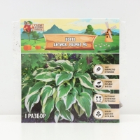 Хоста Antioch, корневище в пакете с торфогрунтом, р-р I, размер ML,1 шт.