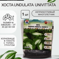 Хоста Undulata Univittata, корневище в пакете с торфогрунтом, р-р I, размер M,1 шт.