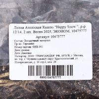 Лилия Азиатская Кашпо "Happy Snow ", р-р 12/14, 2 шт, Весна 2025, ЭКОНОМ,