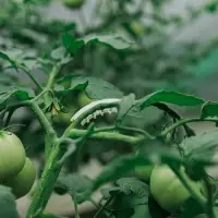 Кистедержатель &laquo;Улитка&raquo;, 4 см, набор 50 шт., Greengo