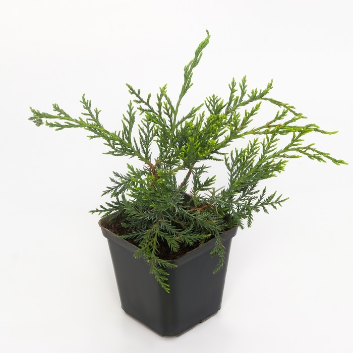 Можжевельник виргинский "Грей Оул", Р9, 1шт, h 3-20 см, Осень 2024