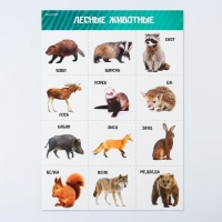 Набор обучающих плакатов &laquo;Изучаем мир&raquo;, 10 в 1, А4