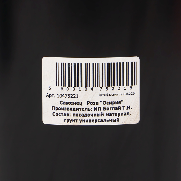 Саженец Розы Саженец Розы "Осирия", Горшок С4, Лето 2024