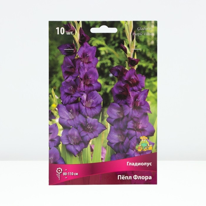 Гладиолус крупноцветковый &laquo;Пёпл Флора&raquo;, луковица цветов в пакете с перфорацией, р-р 10/12, 10 шт.