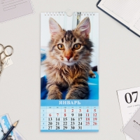 Календарь на ригеле "Котята" 2025 год, 16,5 х 34 см Календарь на ригеле "Котята" 2025 год, 16,5 х 34 см