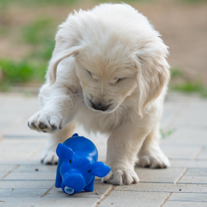 Игрушка хрюкающая Игрушка хрюкающая "Веселая свинья" для собак, 15 см, синяя