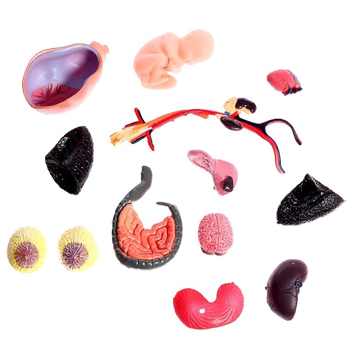 Набор для опытов &laquo;Строение тела&raquo;, беременная женщина