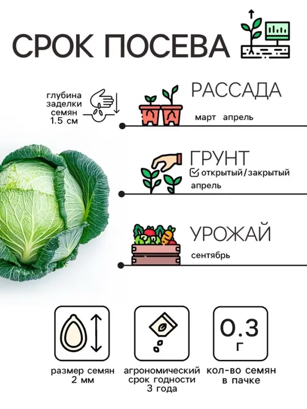 Семена Капуста белокочанной Семена Капуста белокочанной "Вьюга", 0,3 г