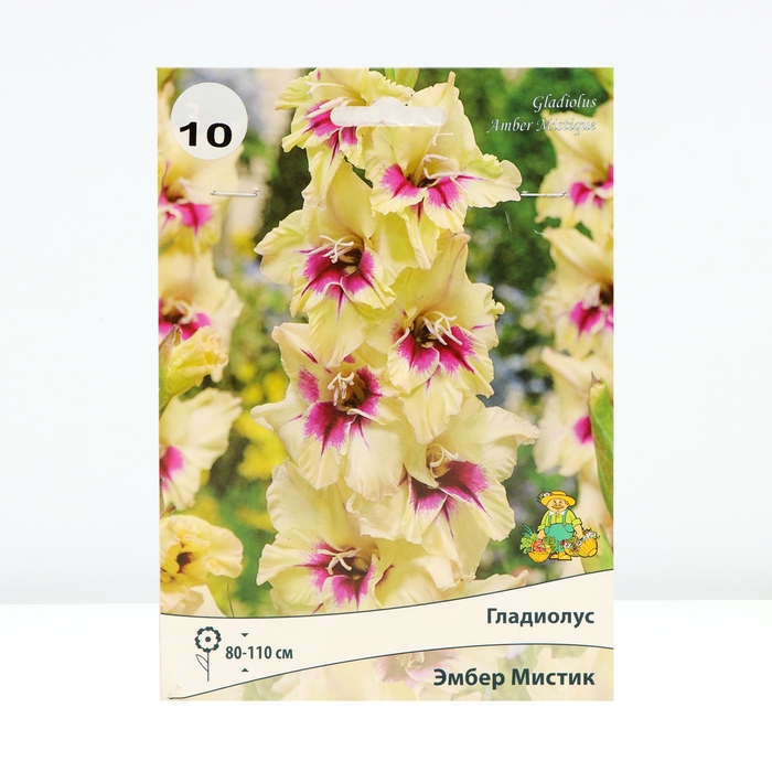 Гладиолус крупноцветковый &laquo;Эмбер Мистик&raquo;, луковица цветов в пакете с перфорацией, р-р 10/12, 10 шт.