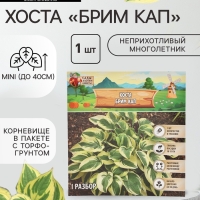 Хоста &laquo;Брим Кап&raquo;, корневище в пакете с торфогрунтом, р-р I, 1 шт.