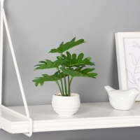 Бонсай в горшке &laquo;Филодендрон элегант&raquo;, 6&times;16 см, зелёный