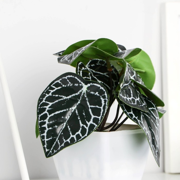 Бонсай в горшке Бонсай в горшке "Фитония" 7х13 см