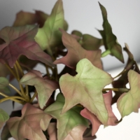 Бонсай в горшке "Плющ комнатный ультра" (мягкий лист) 15х7 см, микс Бонсай в горшке "Плющ комнатный ультра" (мягкий лист) 15х7 см, микс