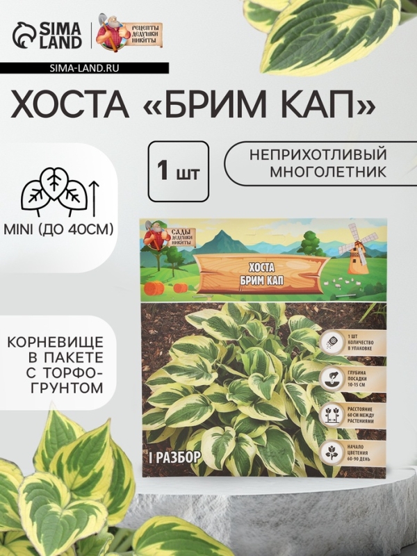 Хоста &laquo;Брим Кап&raquo;, корневище в пакете с торфогрунтом, р-р I, 1 шт.