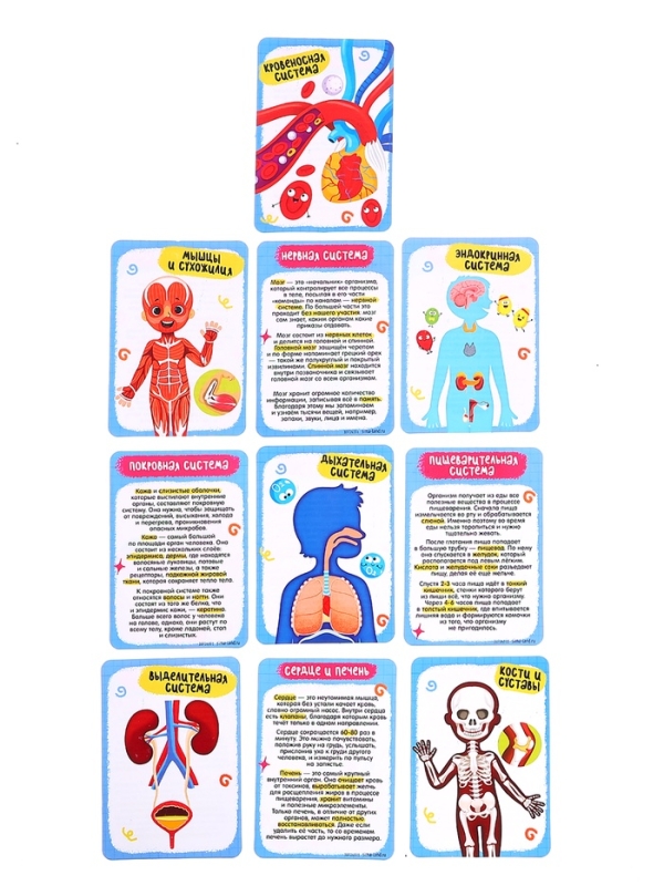 ЭВРИКИ Набор для опытов "Строение тела человека", 15 деталей