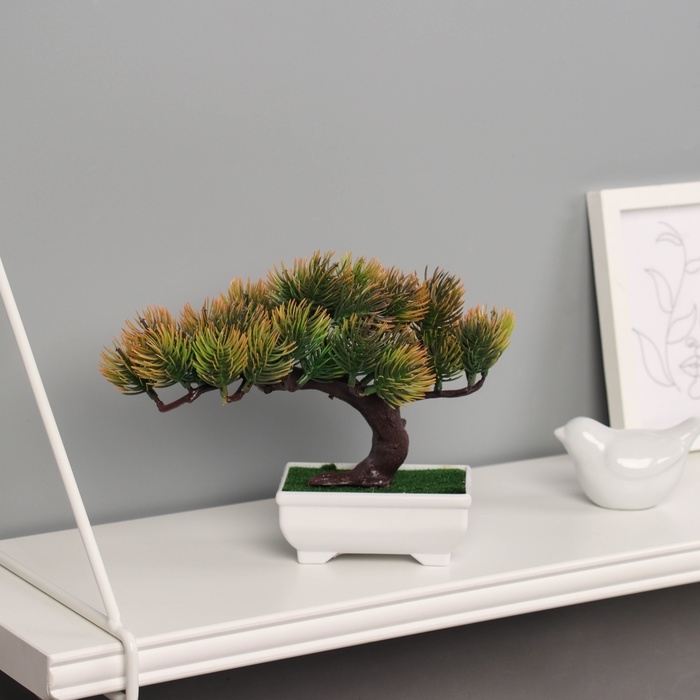 Бонсай в горшке "Сосна галант" 12х16 см МИКС