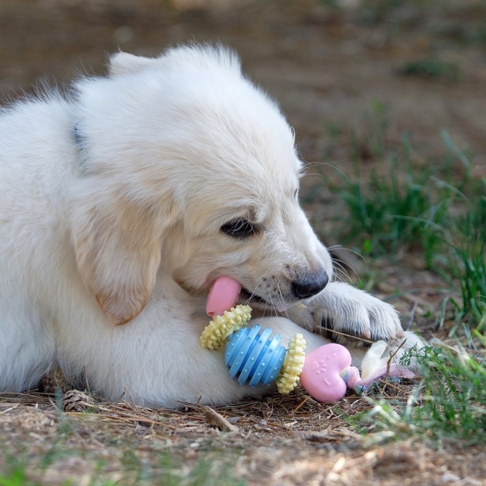 Игрушка жевательная для собак Пижон Premium на верёвке, 5 элементов, термопластичная резина, микс Игрушка жевательная для собак Пижон Premium на верёвке, 5 элементов, термопластичная резина, микс