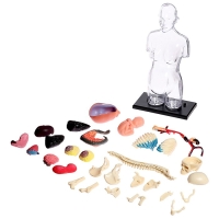 Набор для опытов &laquo;Строение тела&raquo;, беременная женщина