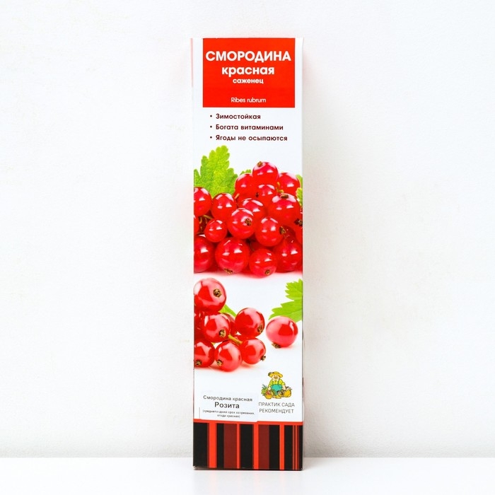 Смородина красная традиционные сорта "Розита" 1 шт, туба, Весна 2024