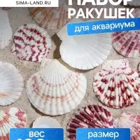 Набор ракушек, "Гребешок пуксидатус", размер 4 - 6 см, 100 г