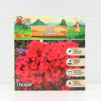 Флокс &laquo;Старфайр&raquo; корневище в пакете с торфогрунтом, р-р I, 2 шт.