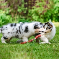 Игрушка резиновая "3 сосиски" на канате, 50 см, микс Игрушка резиновая "3 сосиски" на канате, 50 см, микс