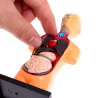 Набор для опытов &laquo;Анатомия человека&raquo;