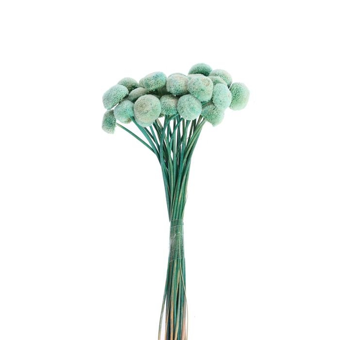 Сухоцвет &laquo;Батао&raquo; набор 20 шт., цвет голубой