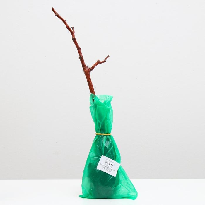 Саженец винограда Тимур,  Весна 2024, 1 шт.