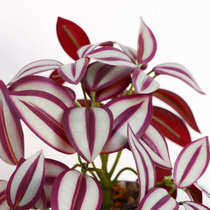 Бонсай в горшке "Традесканция галант" 7,5х17 см