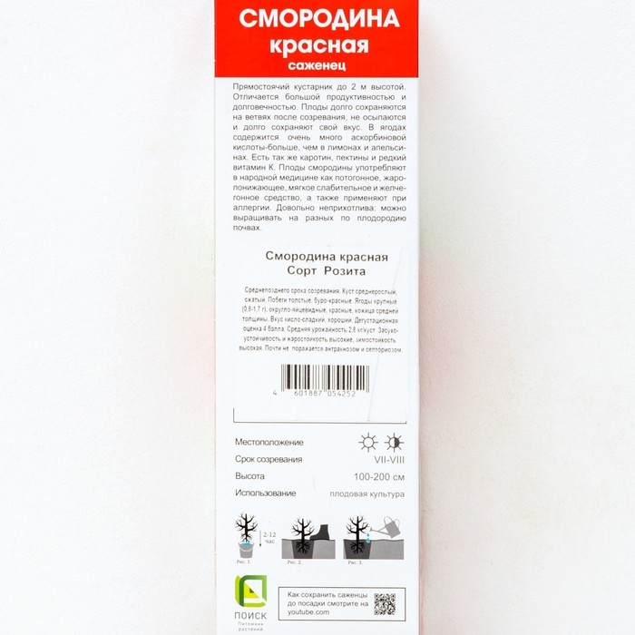 Смородина красная традиционные сорта "Розита" 1 шт, туба, Весна 2024