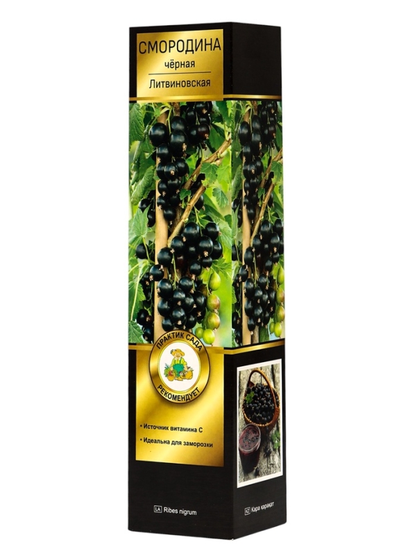 Смородина черная перспективные сорта "Литвиновская", 1 шт, туба, Весна 2025