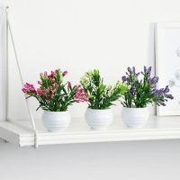 Бонсай в горшке "Крассула" 5,5х11 см, микс Бонсай в горшке "Крассула" 5,5х11 см, микс