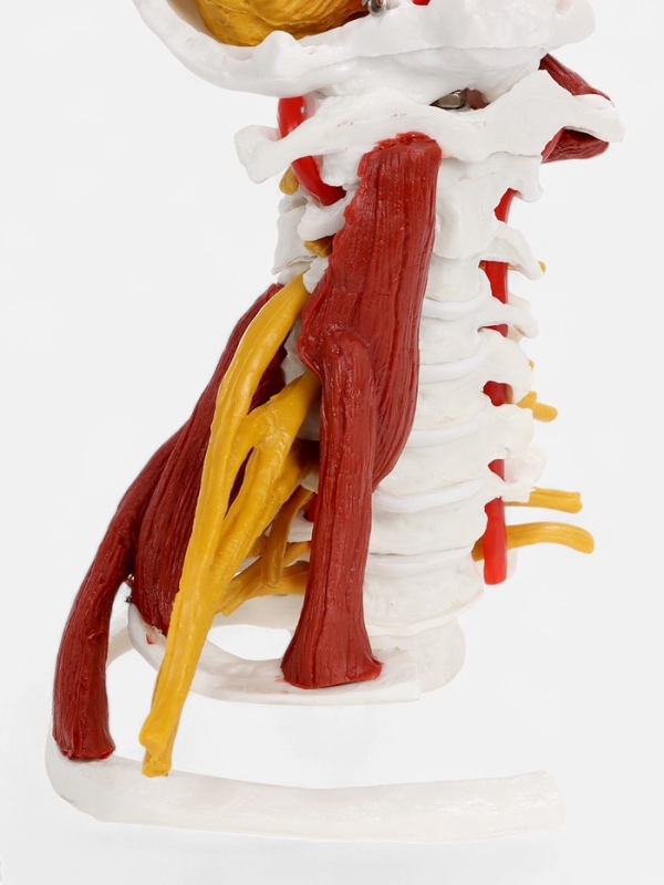 Макет "Позвоночник, шейный отдел" 22см