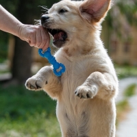 Игрушка для собак резиновая "Гантель-крабы", TPR, 11.5 х 2 см, голубая Игрушка для собак резиновая "Гантель-крабы", TPR, 11.5 х 2 см, голубая