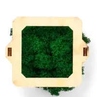 Кашпо композиция со мхом "Бриовуд", мох стабилизированный: Forest green (Зелёный лес)