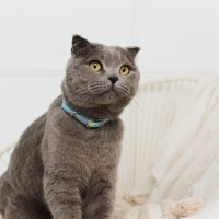 Ошейник для собак и кошек с фастексом &laquo;Неон&raquo;, 30 х 1 см