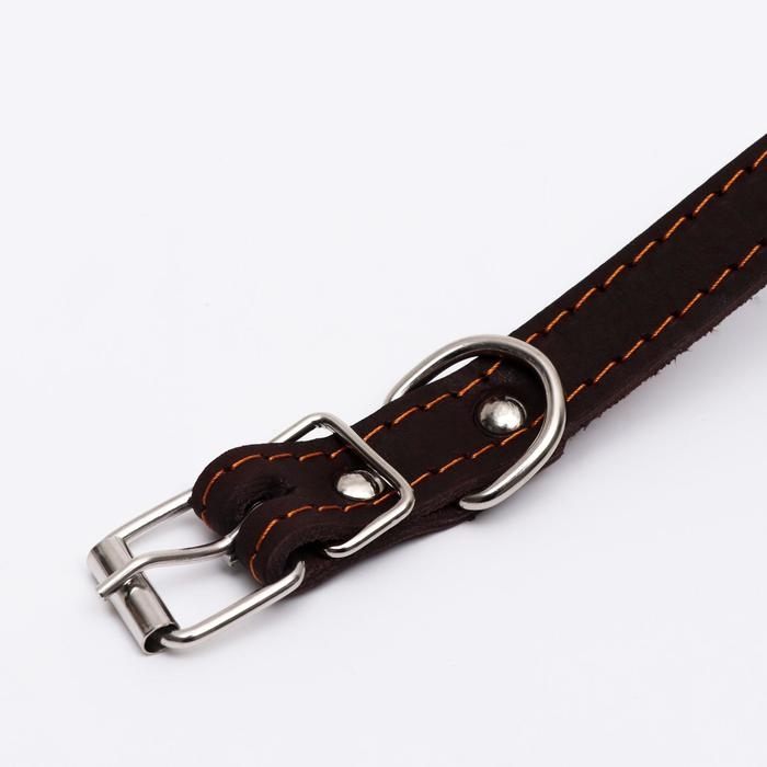 Ошейник кожаный однослойный, тиснёный &laquo;Лаю. Кусаю&raquo;, 48х2, ОШ 32-43 см, коричневый с золотом