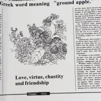 Плёнка матовая &laquo;Флористическая статья&raquo; белый, 57&times;57 см &plusmn;5% см