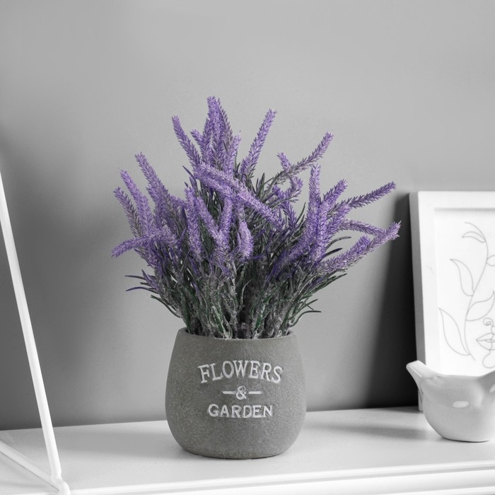 Бонсай "Лаванда кульутрная экстра" 8х21 см, сиреневый