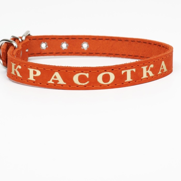 Ошейник кожаный однослойный, тиснёный  &laquo;Красотка&raquo;, 48 х 2 см, ОШ 32-43 см, микс цветов