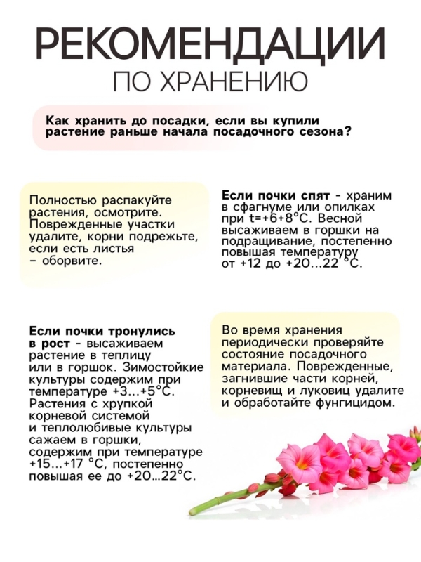 Гладиолус Низкорослый &laquo;Импрессив&raquo;, луковица цветов в пакете с перфорацией, р-р 10+, 7 шт.