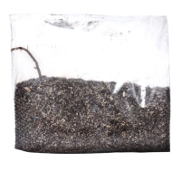 Хоста "Canadian Blue", р-р I, размер SM,1 шт, Весна 2025, ЭКОНОМ,