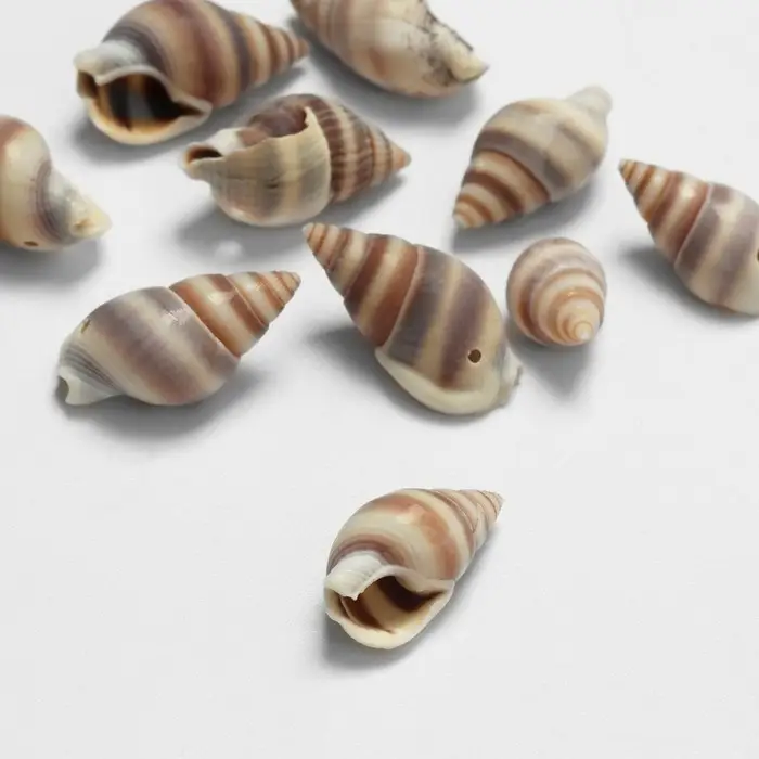 Бусины для творчества &laquo;Ракушка&raquo;, 2&times;1 см, завиток, набор 10 шт., коричневые