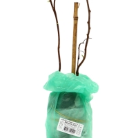 Актинидия аргута (Серия Северный сад) &laquo;Женева &raquo;, саженец,1 шт., туба