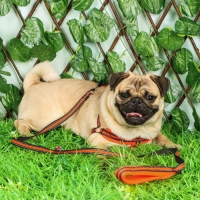 Комплект амуниции мягкий, светоотражающий, поводок 120 х 1,5 см, ОШ 35-53 см, оранжевый