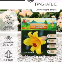 Лилии Трубчатые смотрящие вверх Yellow Planet, луковица в пакете с перфорацией, р-р 12/14, 2 шт.