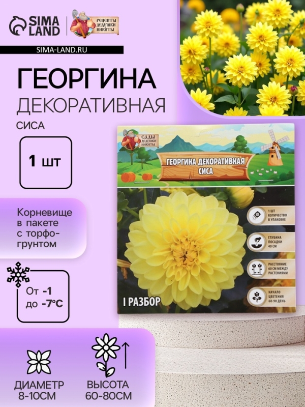 Георгина Декоративная &laquo;Сиса&raquo;, клубелуковица в упаковке, р-р I, 1 шт.