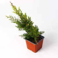 Можжевельник средний "Голд Стар", Р9, 1шт, h 3-20 см, Осень 2024