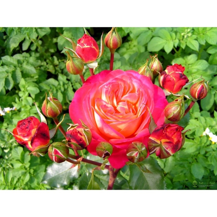 Саженец Розы Саженец Розы "Мид Саммер", Горшок С4, Лето 2024